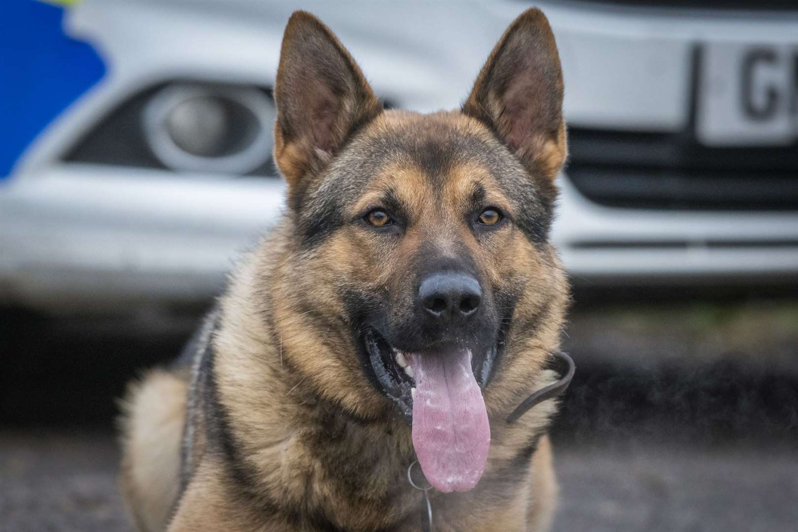 Police Dog Boris found the suspects in a field. Picture: Kent Police