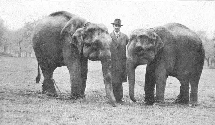The elephants of Maidstone Zoo. Picture: James Sephton