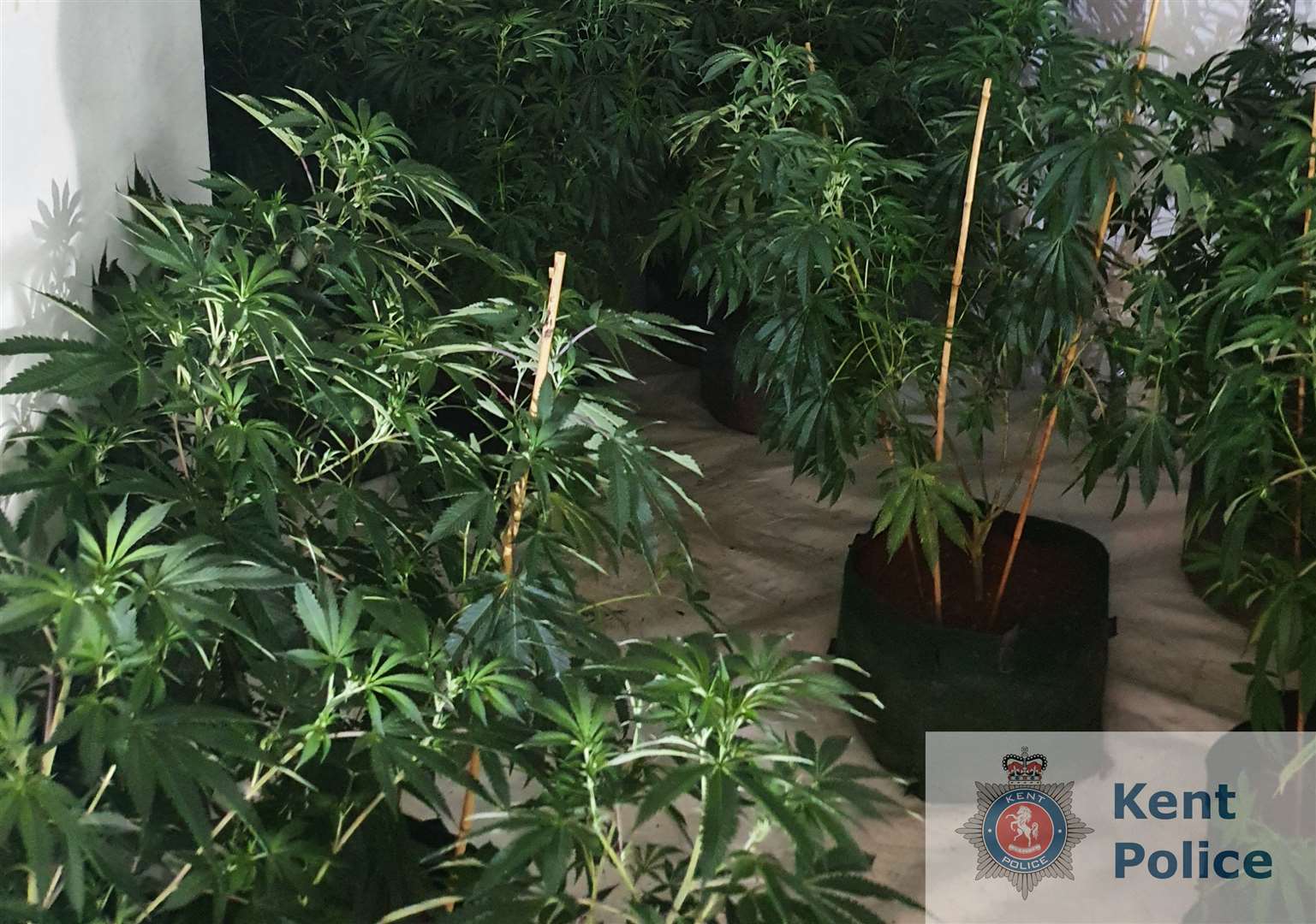 The raids uncovered cannabis farms