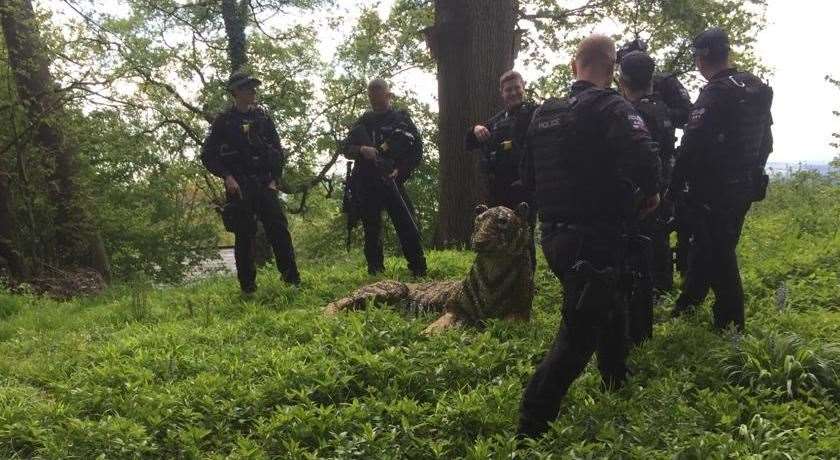 Police officers surround the dangerous beast Picture: Juliet Simpson