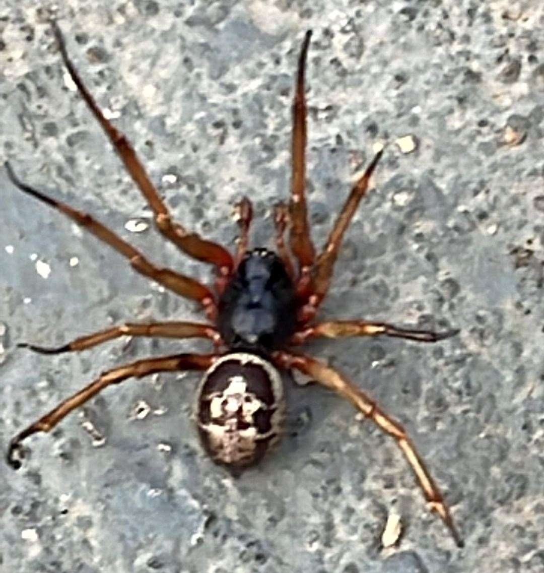 A picture Mr Missey got of what he believes was a noble false widow in his garden. Picture: Jason Missey/Pen News