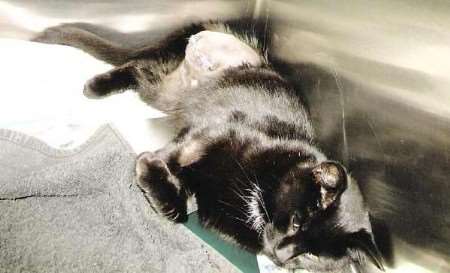 SAD SIGHT: the cat needed surgery to have a leg removed