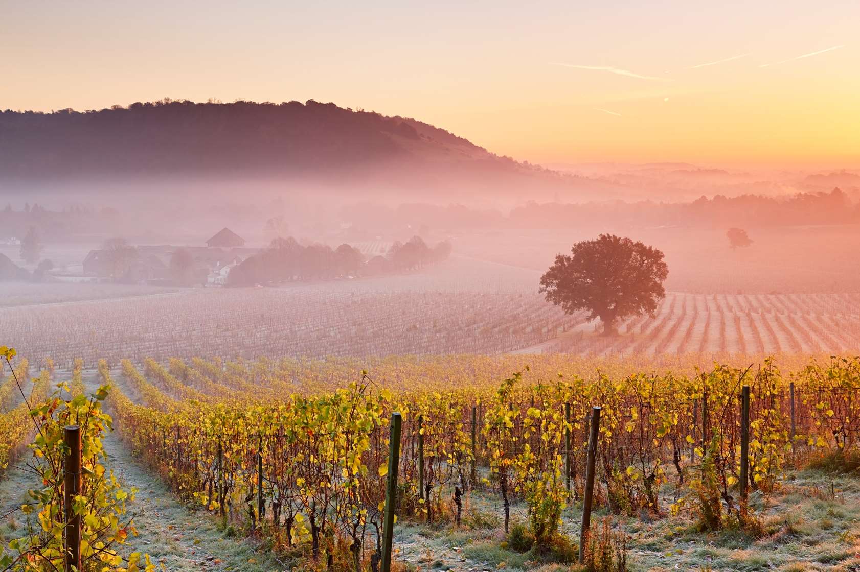In a good vintage, Denbies can produce over 400,000 bottles of red, white, rose and sparkling wine, accounting for roughly 10% of total UK wine production.