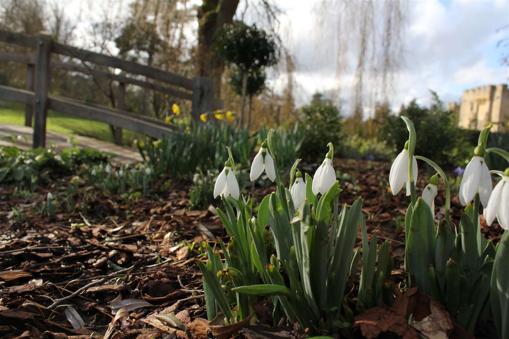 Snowdrops will be springing up in the grounds of Hever Castle Picture: Hever Castle and Gardens