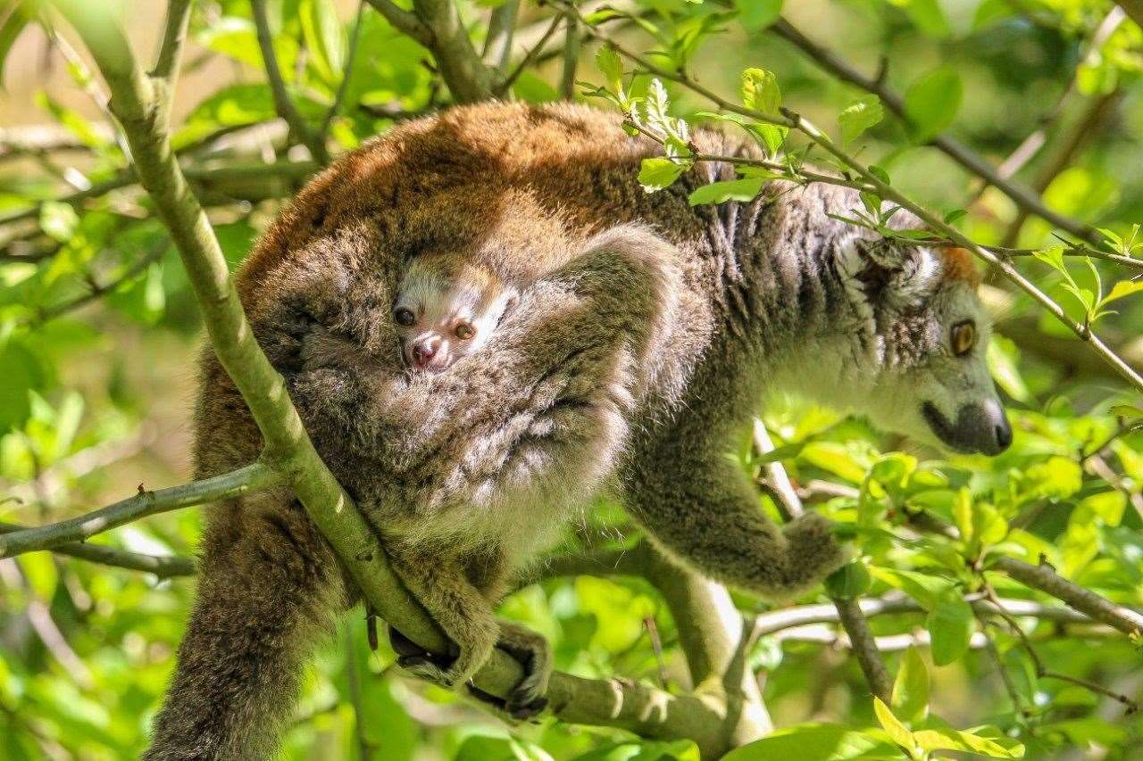An infant crowned lemur is carried by its mother at Howletts Wild Animal Park (11232716)