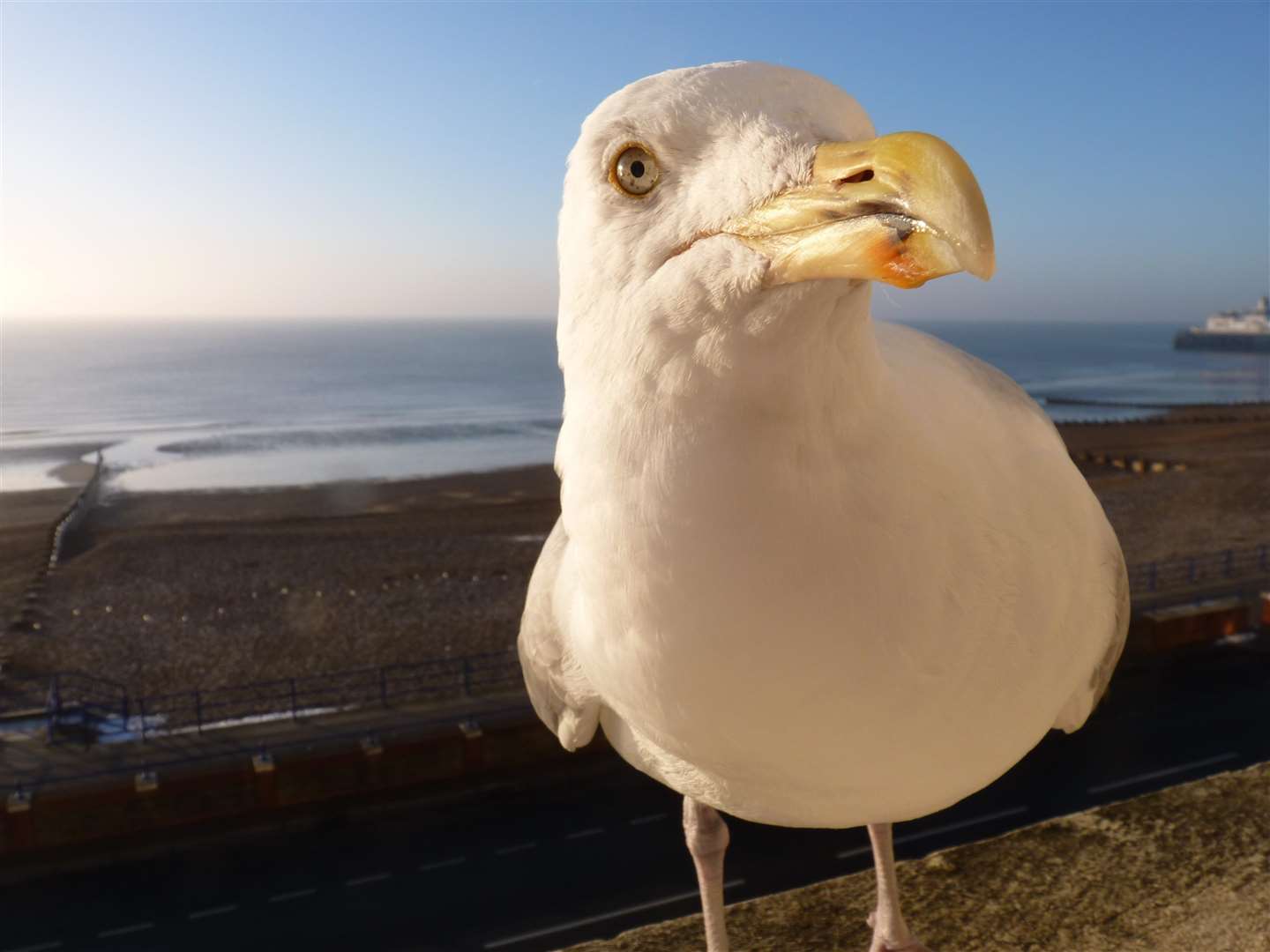 Warning - do not feed the gulls