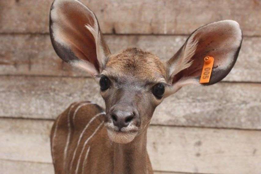 The newly-born greater kudu