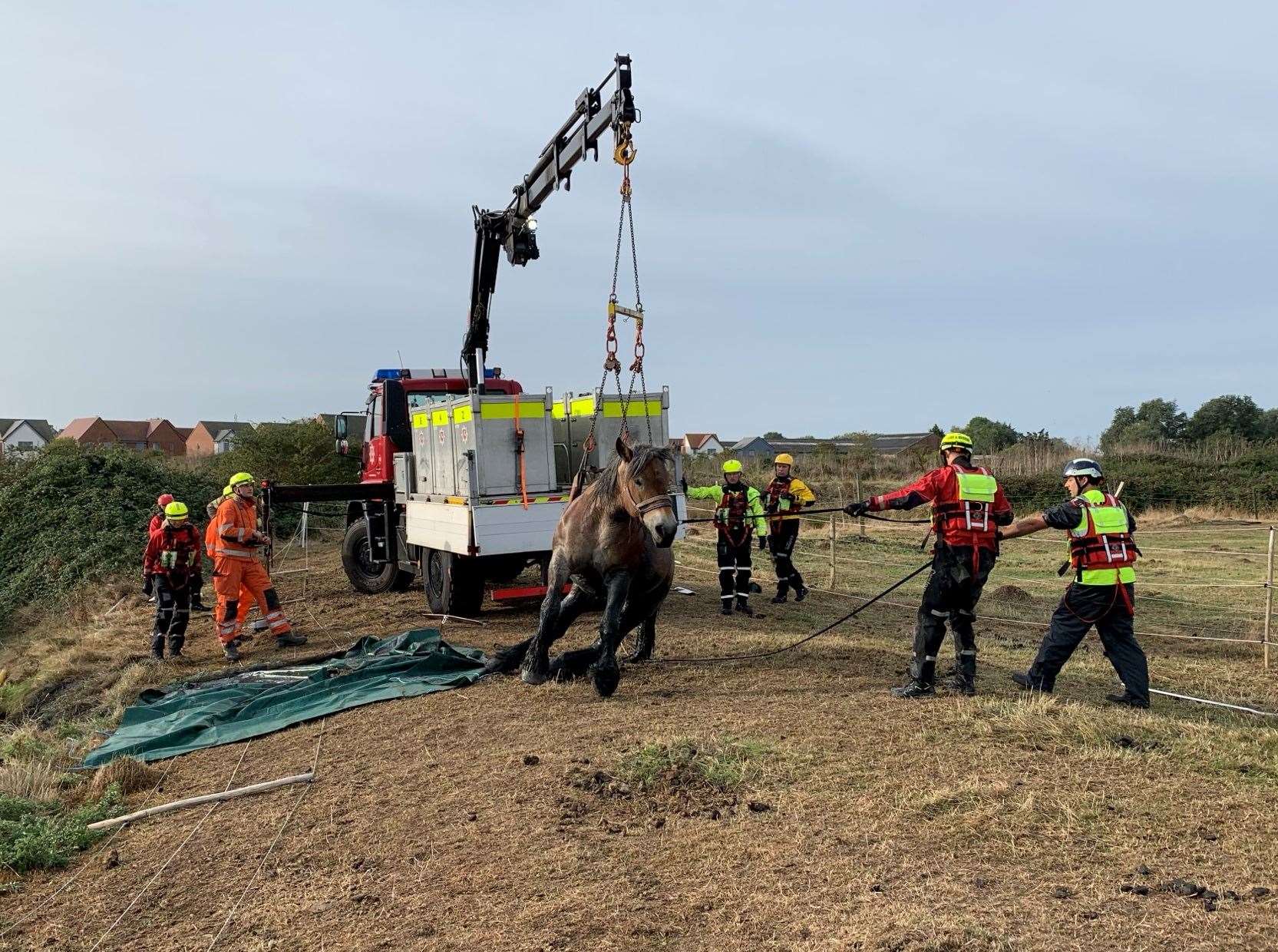 Firefighters were called to help rescue a horse that got stuck in a ditch filled with water. Photo: KFRS