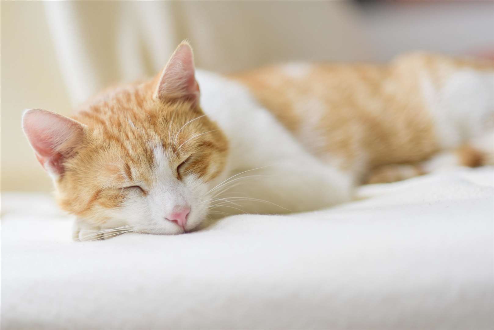 Cats may sleep in certain positions to keep themselves warm. Picture: Pixabay, Pexels