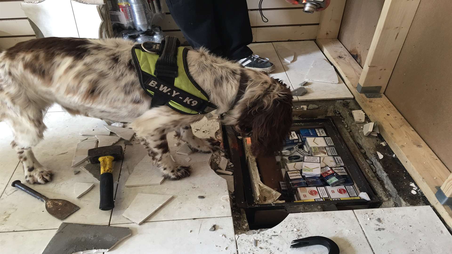 Sniffer dogs found the secret stash below the floor