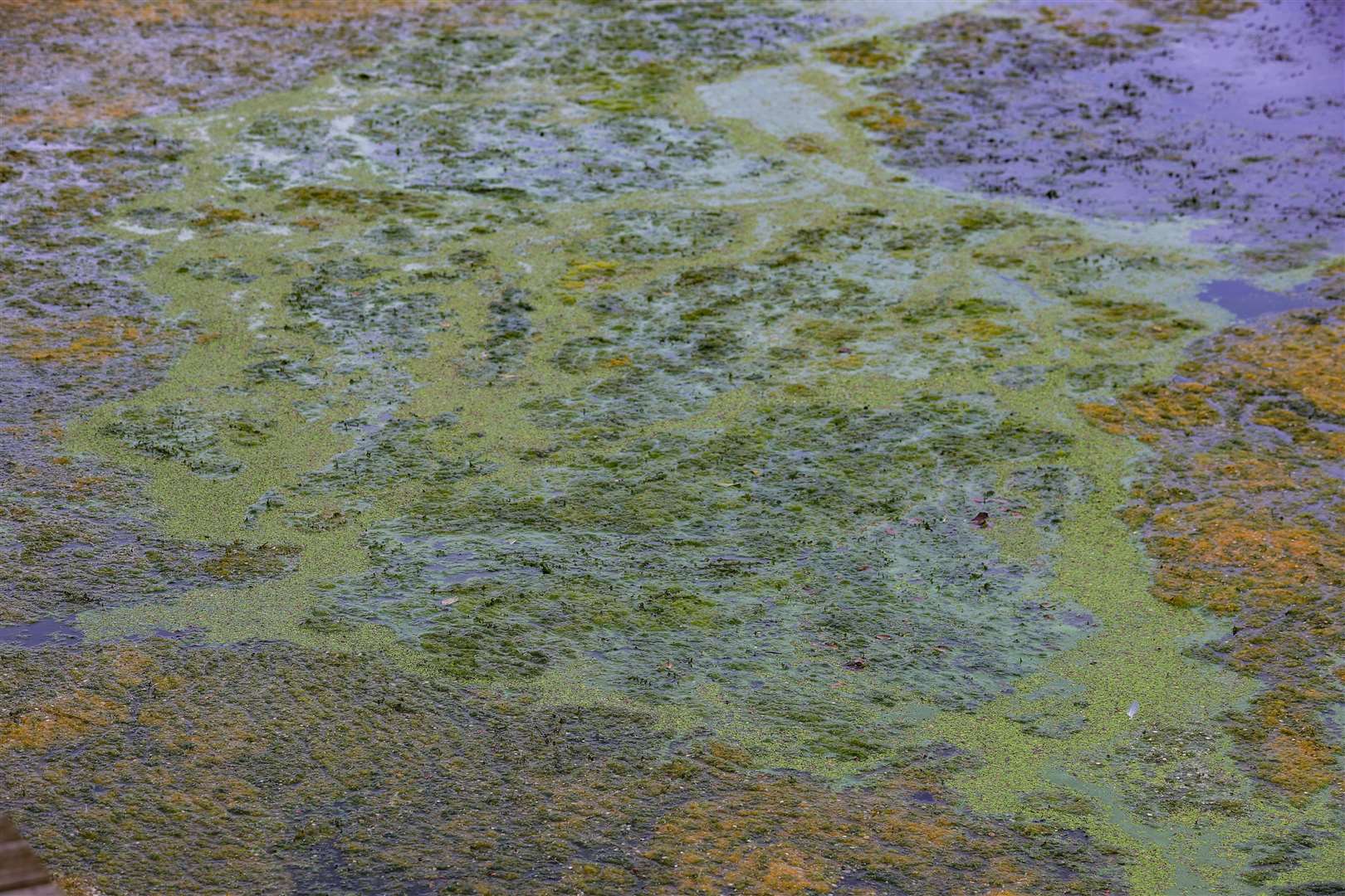 Concerns have been raised about blue-green algae at Lough Neagh (Liam McBurney/PA)