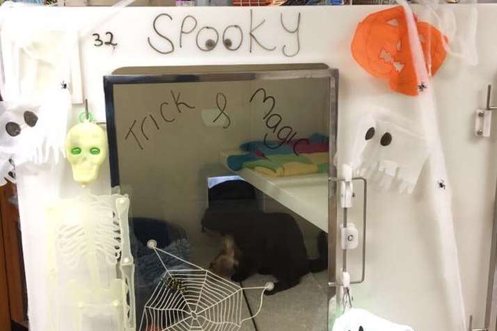 Magic and Trick in their spooky enclosure