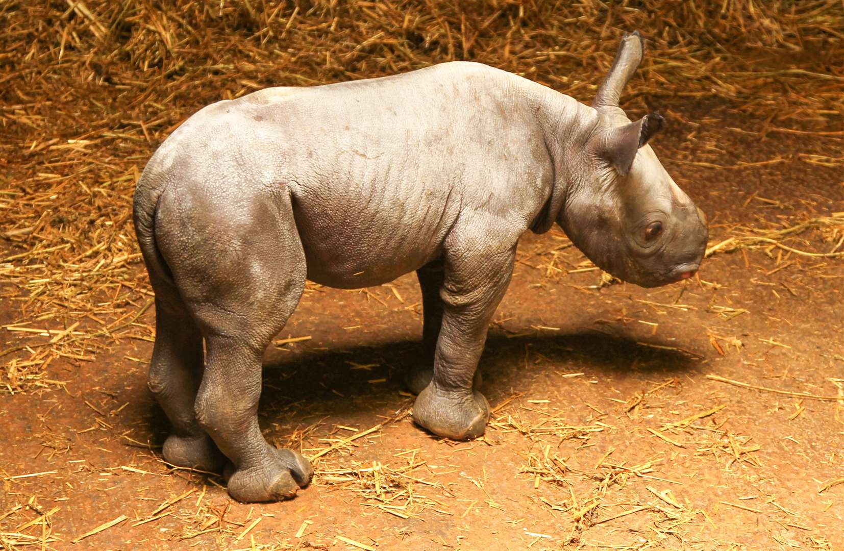 Female black rhino calf born at Port Lympne in 2012. Picture: Aspinall Foundation/Dave Rolfe