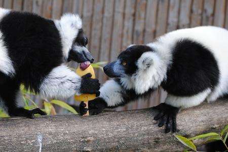Lemurs battle over a lolly.