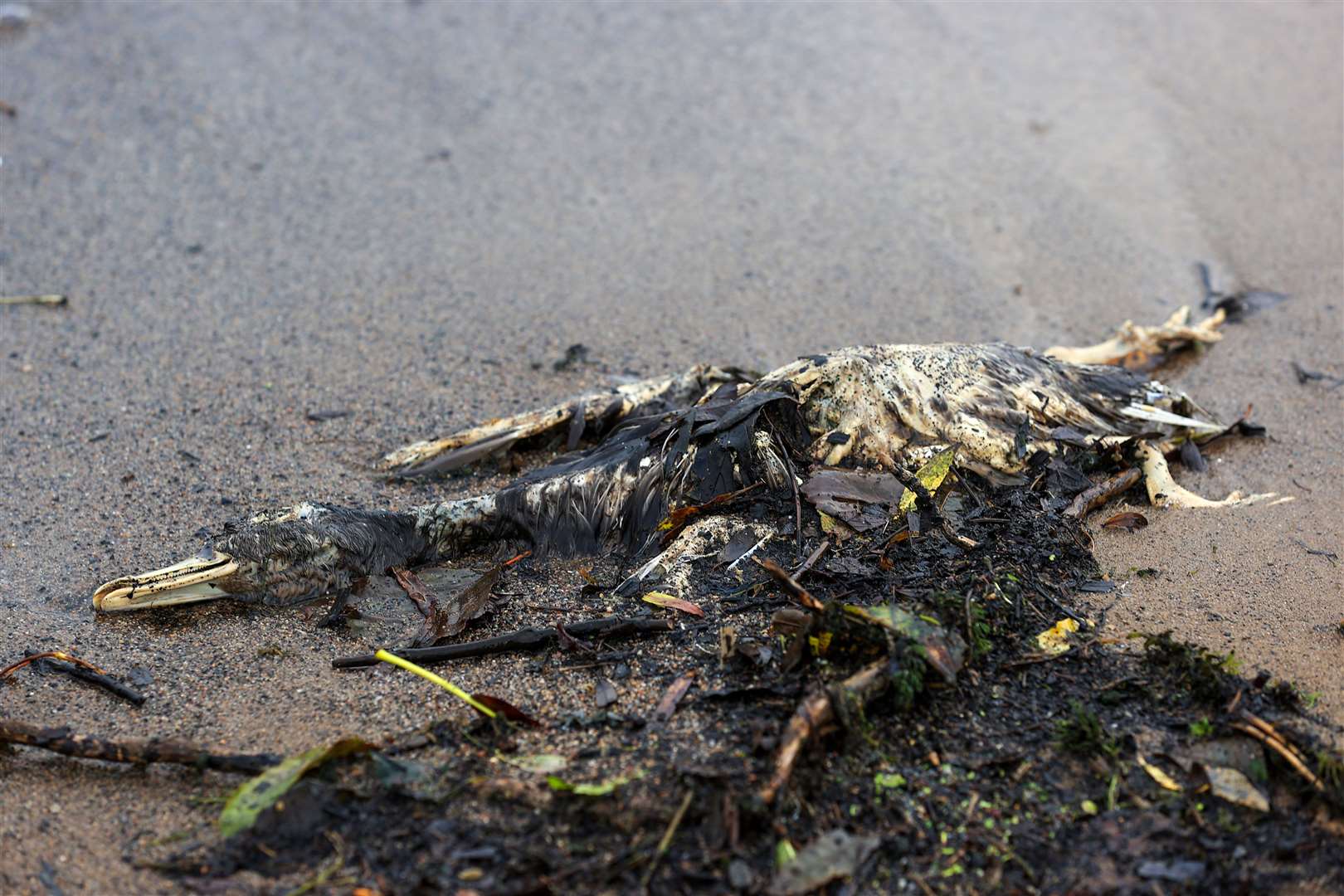 A dead bird washed up on Ballyronan Marina at Lough Neagh (Liam McBurney/PA)
