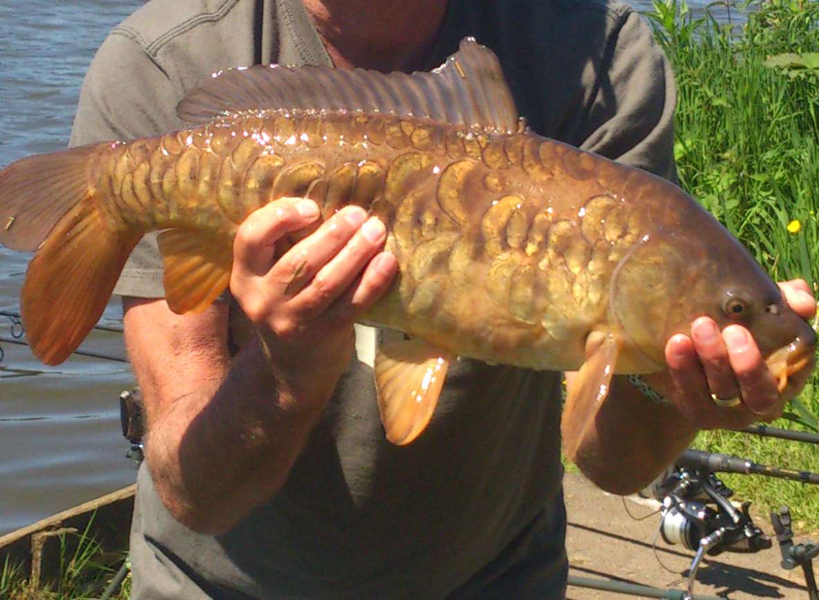 Mirror carp worth £8,000 have been stolen from a lake in Chartham.