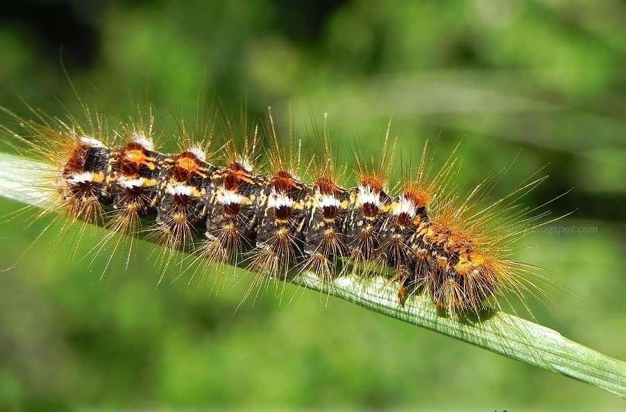 A brown-tail moth caterpillar. Picture: Hersden Parish Council