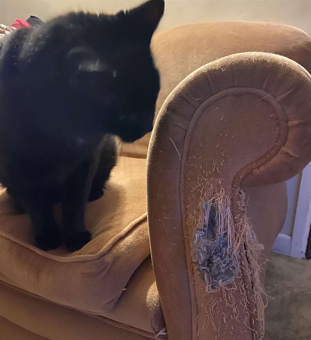 This black cat, a runner-up in the competition, likes to use her owner's sofa as a chew toy