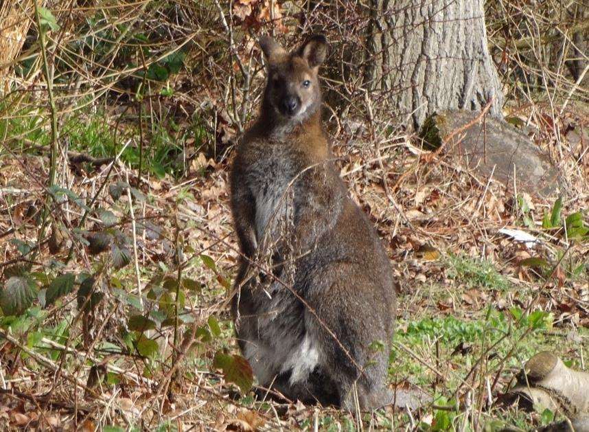 The wallaby spotted by Lucy Austin in April 2017