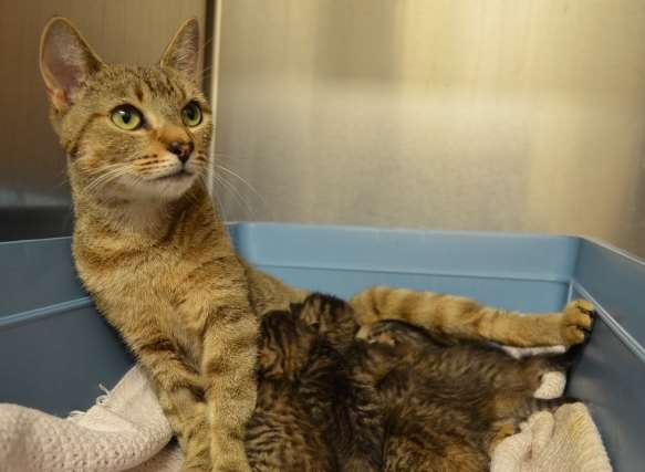 Rescue moggy Enchanted with her kittens