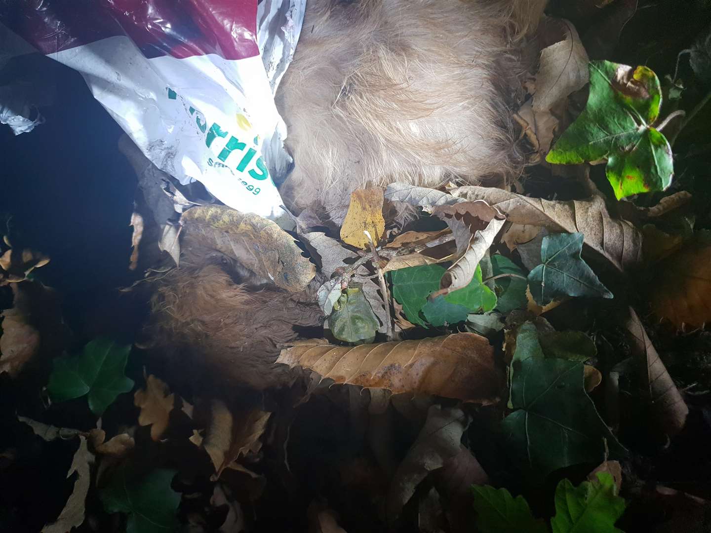 The dead puppy was found in a bag in Chartham Hatch