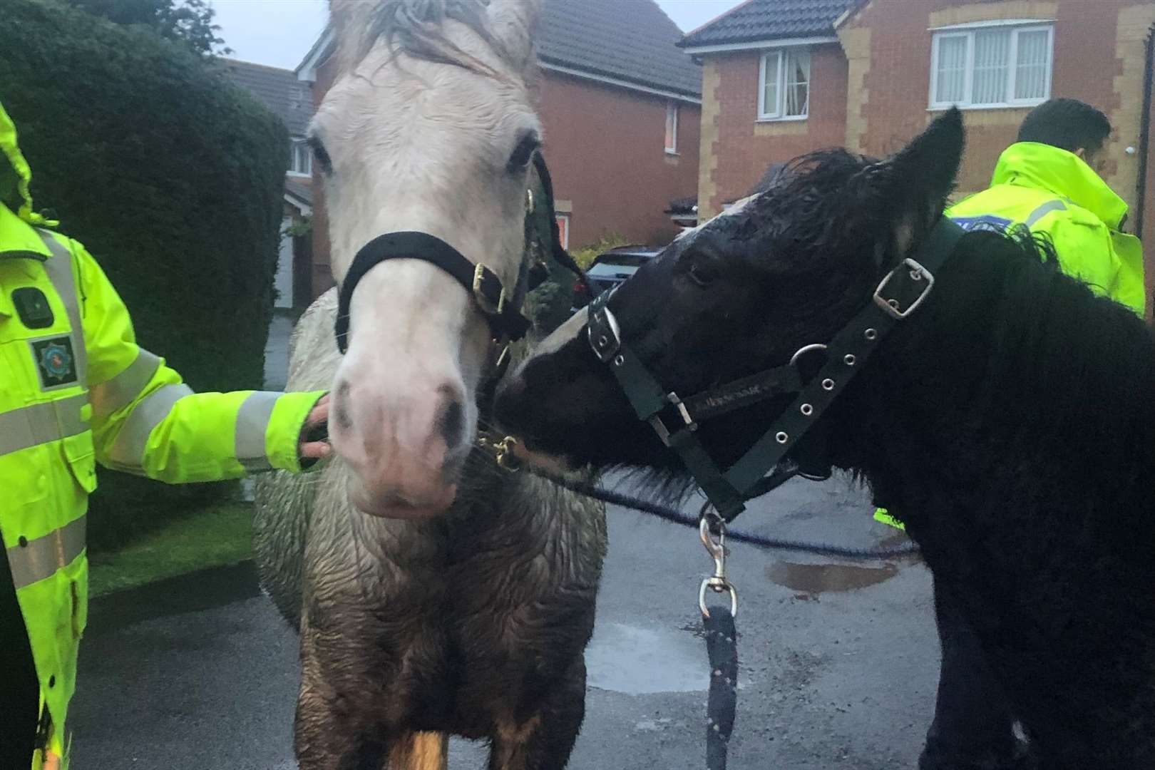 The horses were taken to safety. Photo: Kent Police