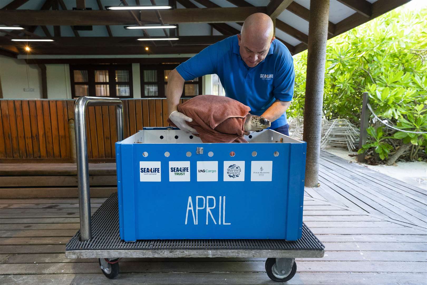 Mark Hind places April into a crate before beginning her journey to the UK (Kirsty O’Connor/PA)