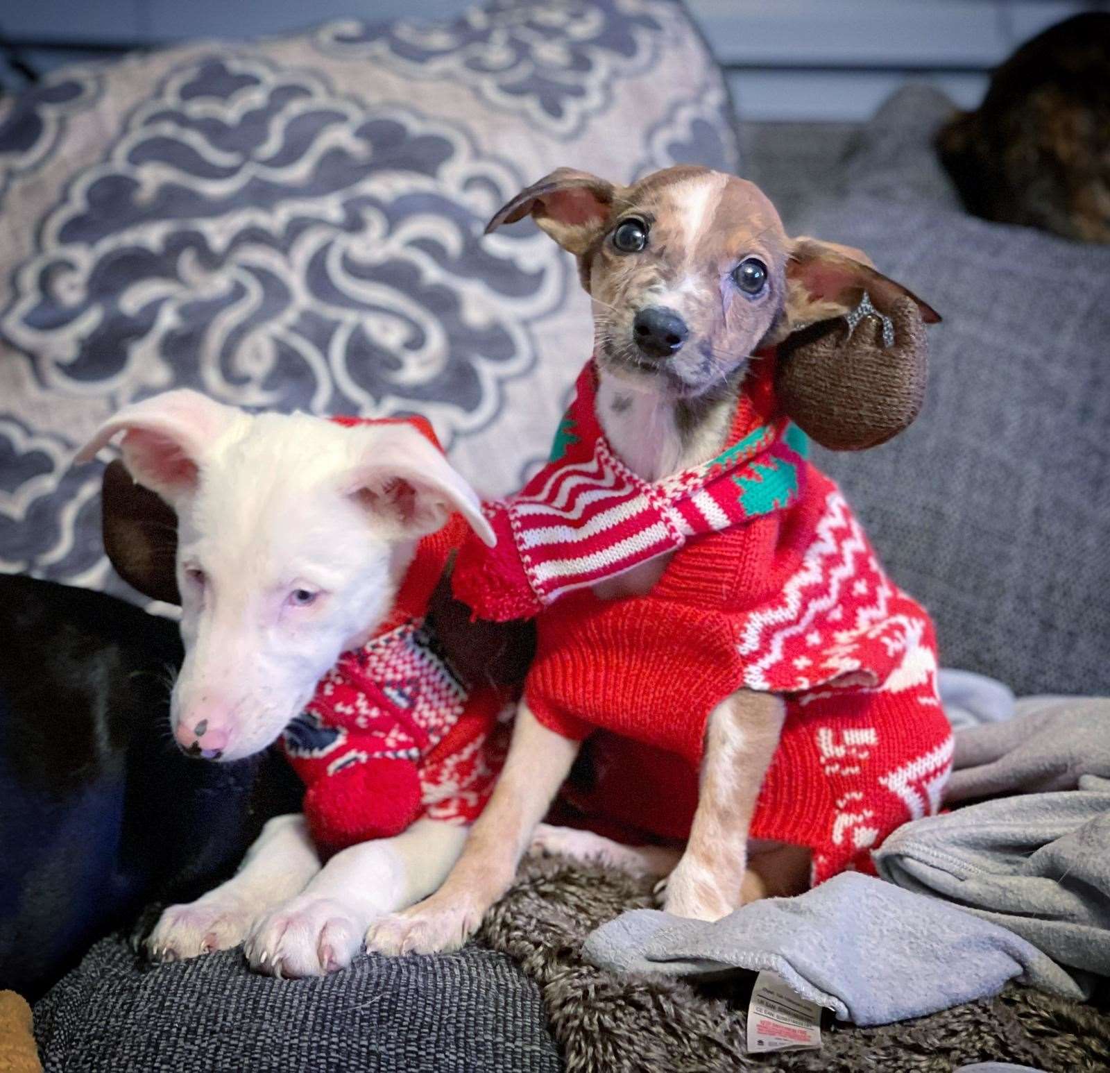 Cute: These two lurcher pups were found abandoned in a cardboard box outside Happy Pants Ranch animal sanctuary in Sittingbourne just before Christmas. Picture: Amey James/HappyPants
