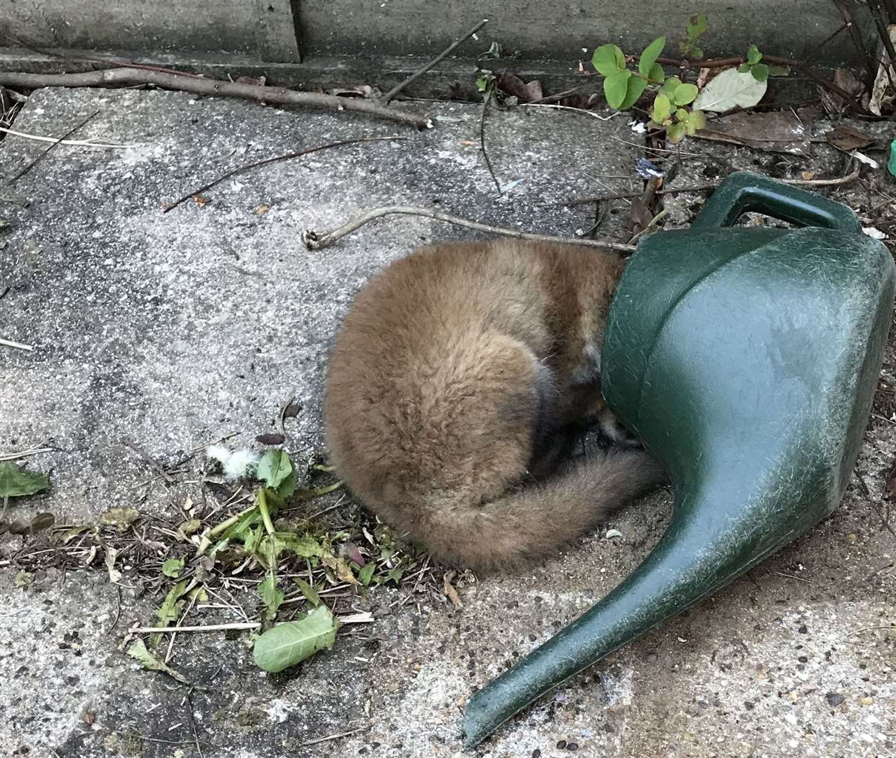 A fox cub got stuck in a watering can in Sevenoaks. Picture: RSPCA