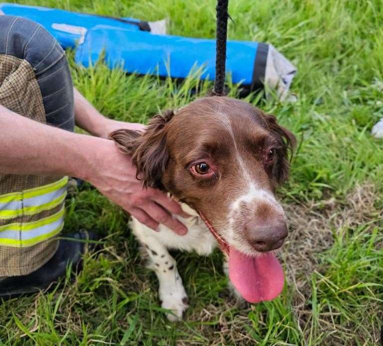 A Springer Spaniel was rescued from a deep sinkhole in Farningham Wood, Dartford. Picture: KFRS