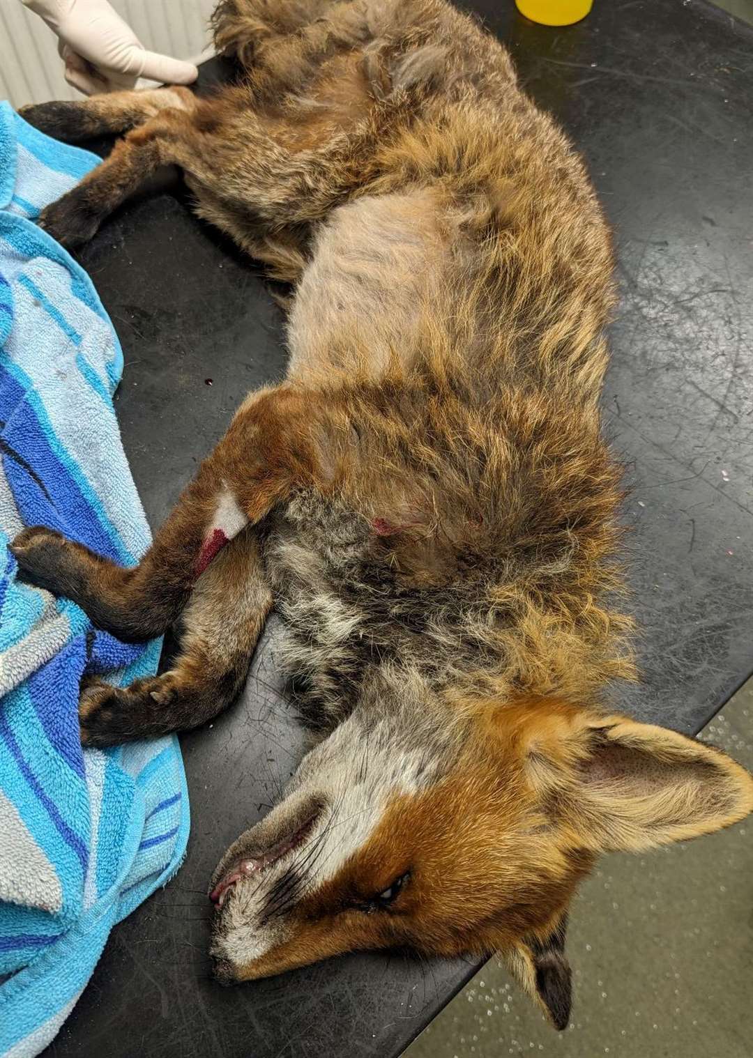 Seriously ill fox that was targeted by youths with catapults. Picture: RSPCA