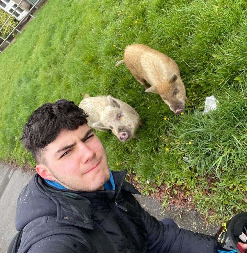 Charlie O'Connor spotted two pigs on the side of the road in Lessons Hill, Orpington. Photo credit: Charlie O'Connor