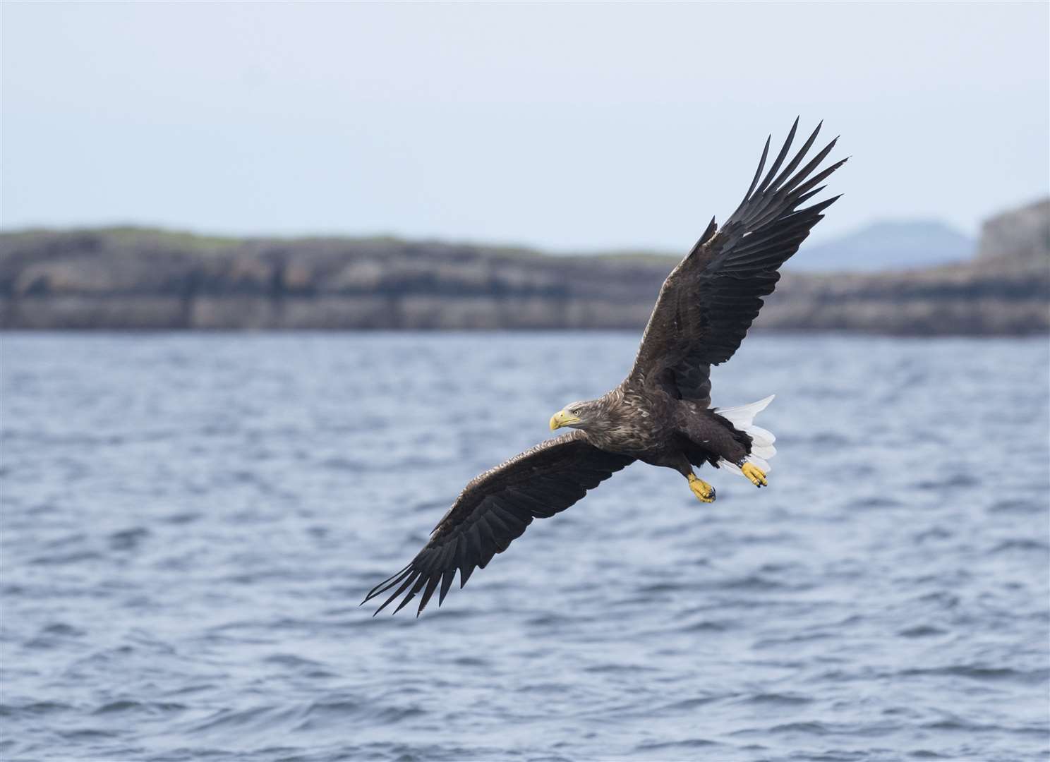 The white tailed sea eagle, pictured here in Scotland, has been taken off the red list. Picture: RSPB.