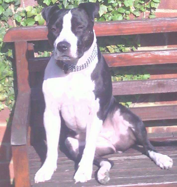 Staffordshire bull terrier Pippa was stolen from Longfield on Friday December 11