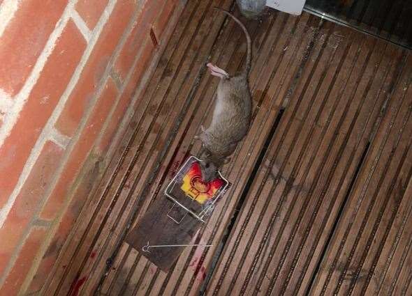 Rats have been a main issue in the block