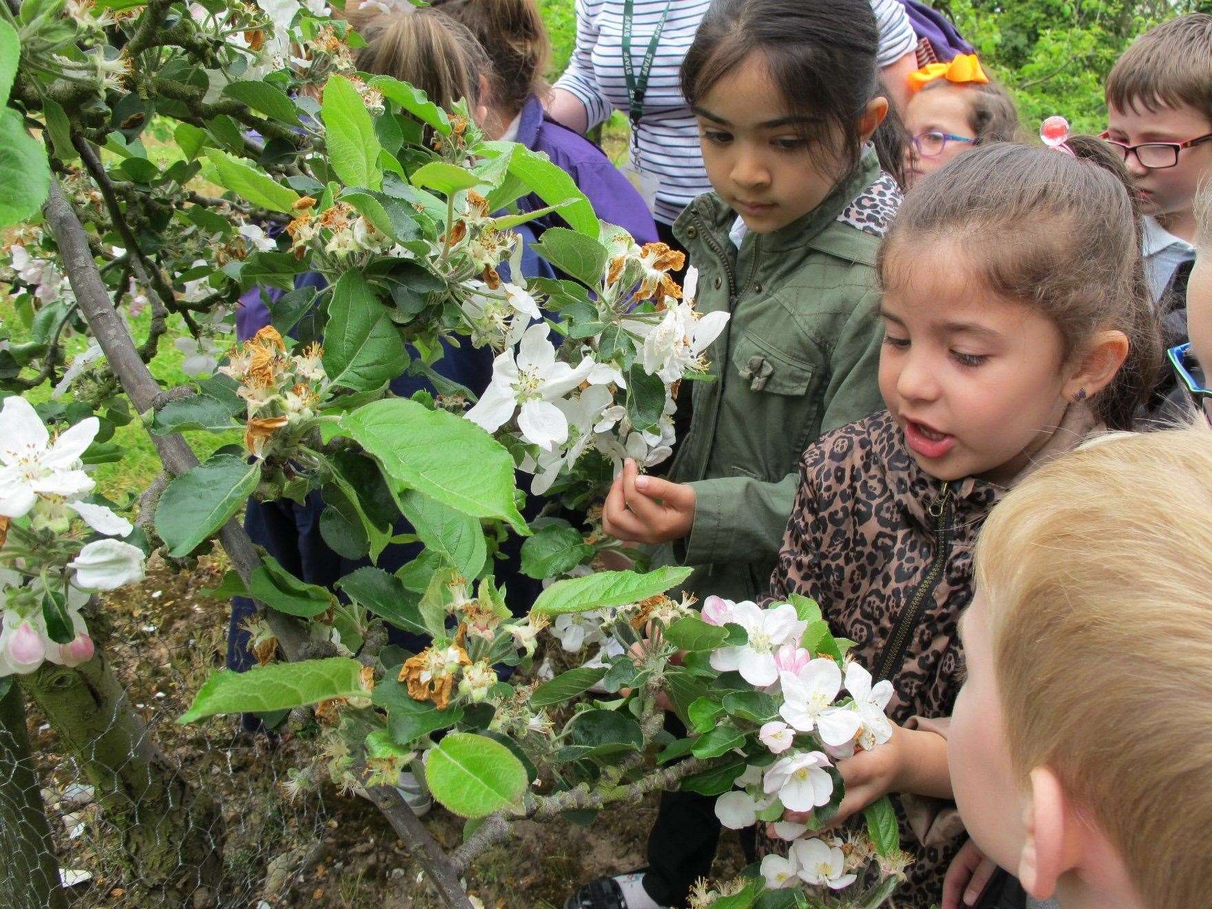 Learning about nature at Brogdale in Faversham