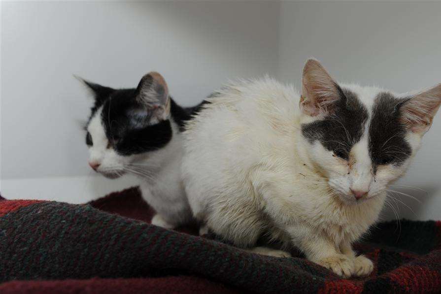Two of the rescued cats
