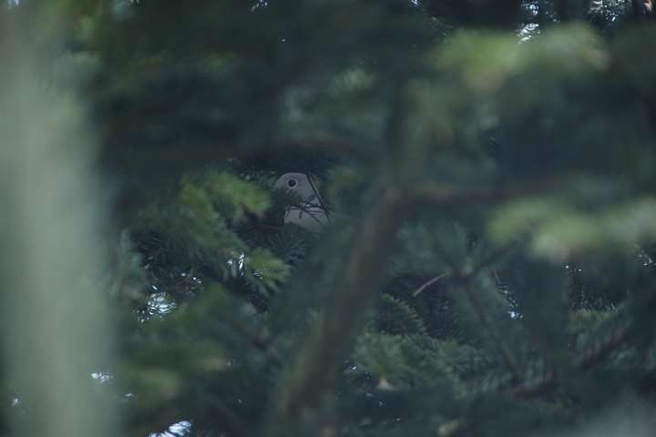 The collared dove has built a cosy nest in the branches of the Christmas tree