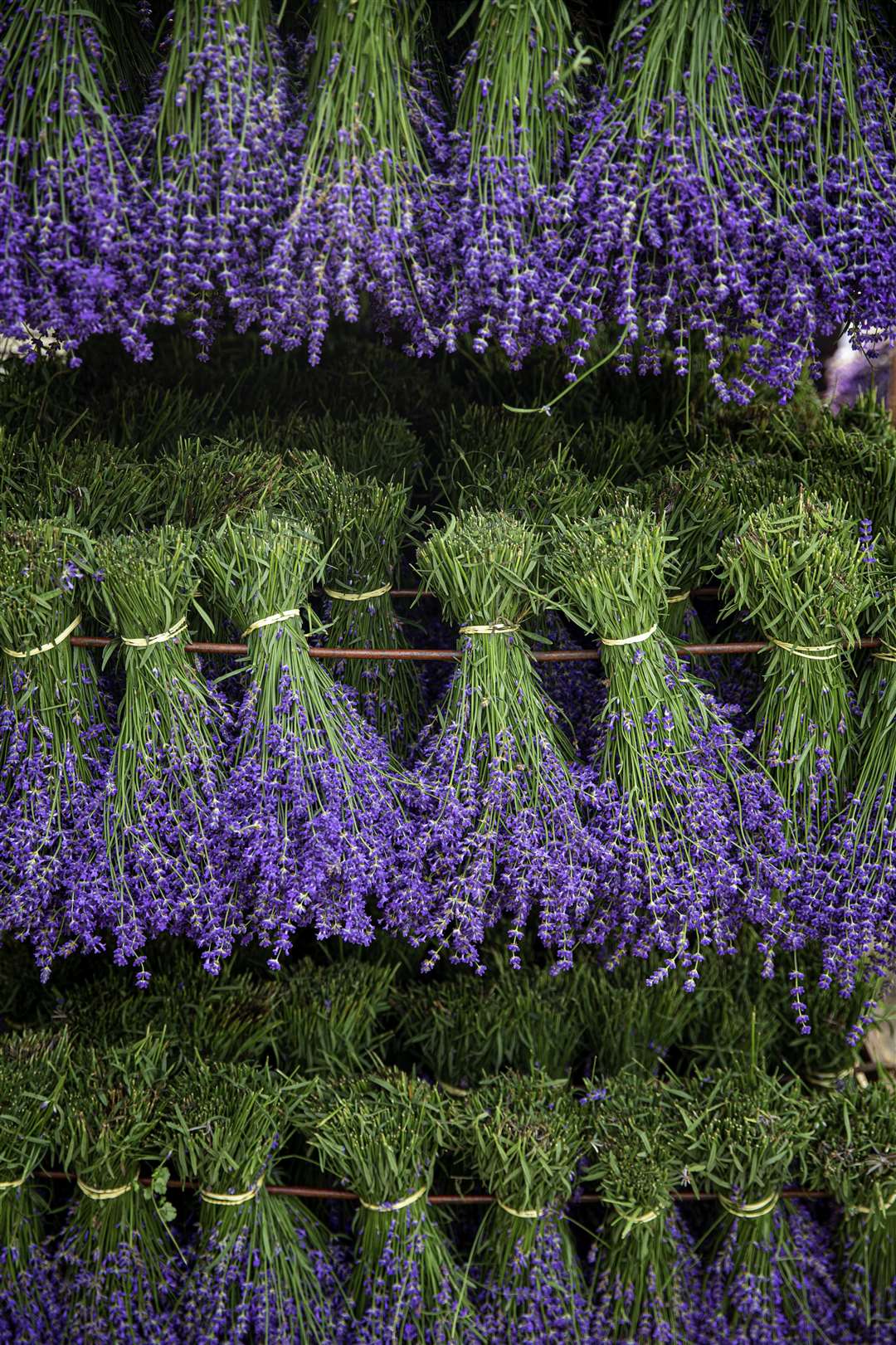 Castle Farm lavender will be for sale Picture: Thomas Alexander