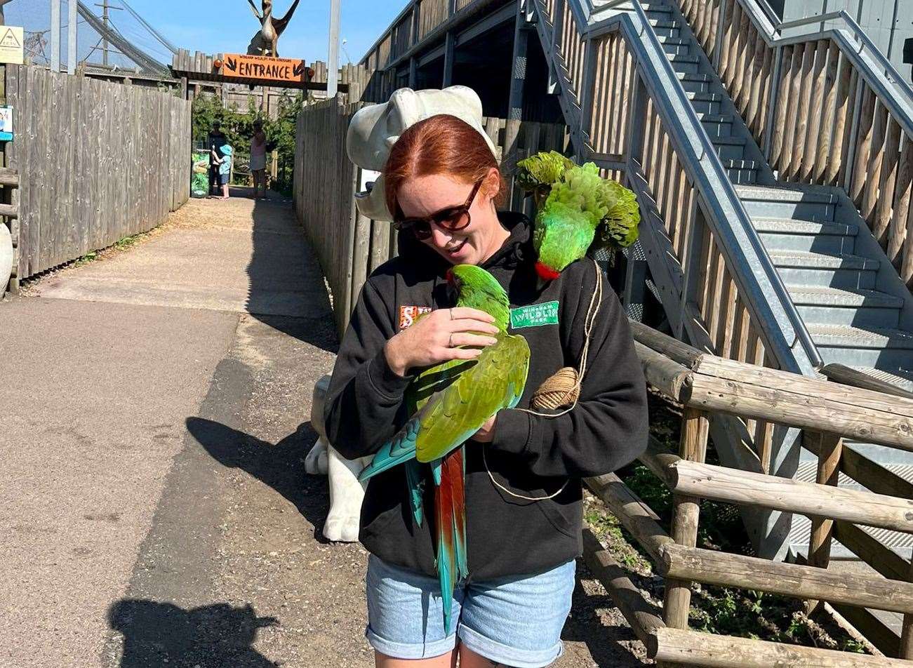 The parrot which went missing on Tuesday has safely returned to Wingham Wildlife Park in Canterbury. Picture: Wingham Wildlife Park