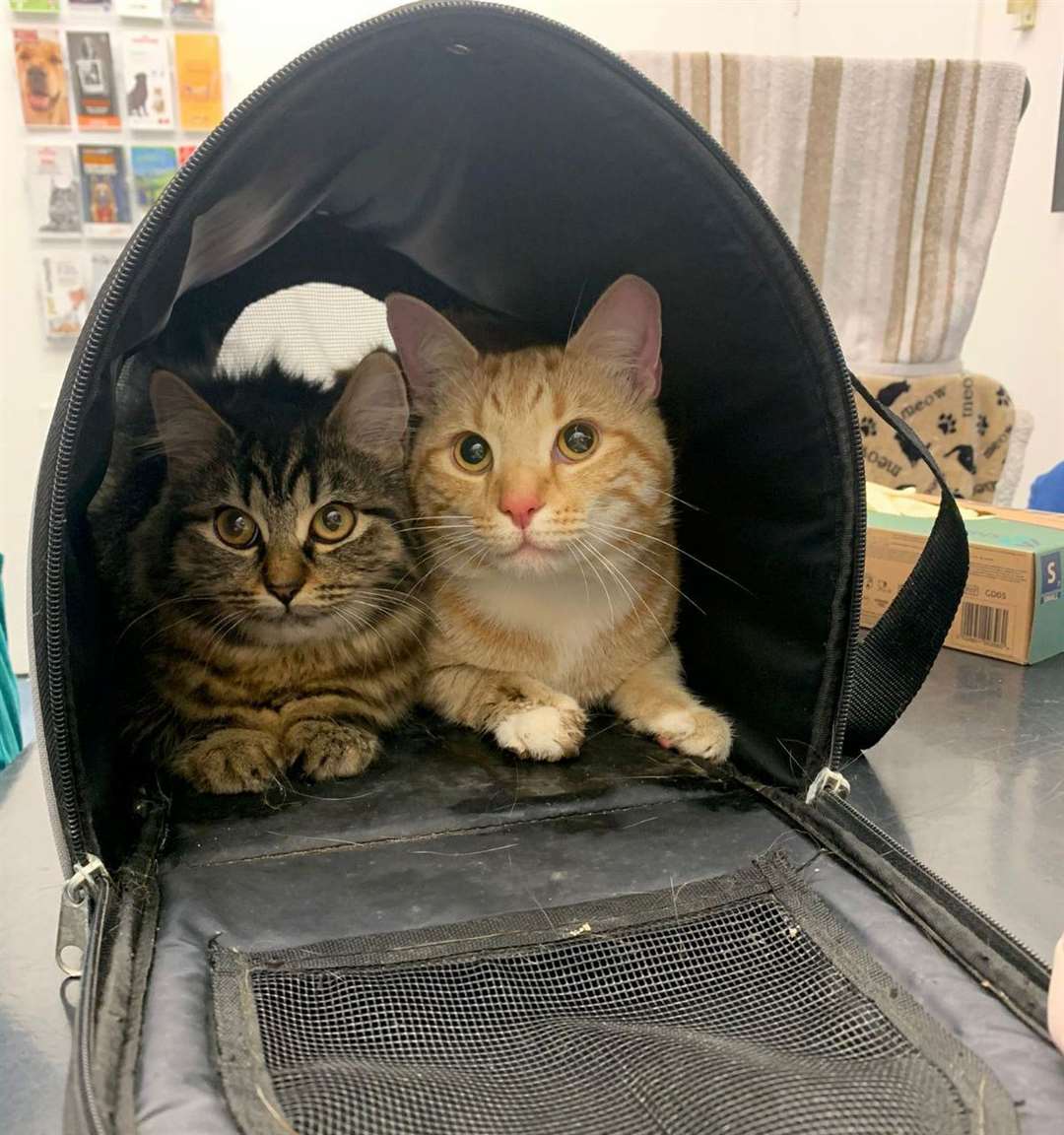 Two cats were found dumped in a carrier by the side of the road in Swanscombe. Picture: RSPCA
