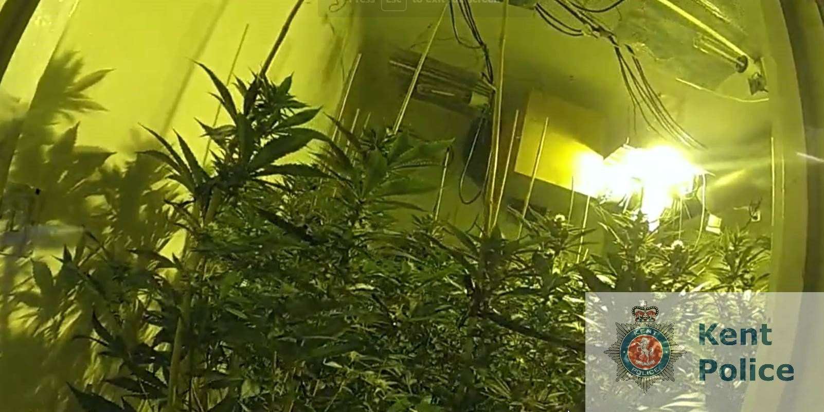 Cannabis plants were found growing in six rooms in a Ramsgate house. Picture: Kent Police
