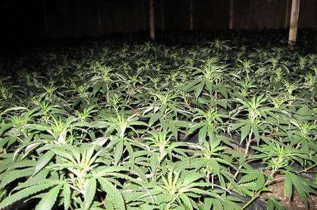 A cannabis factory (file picture)