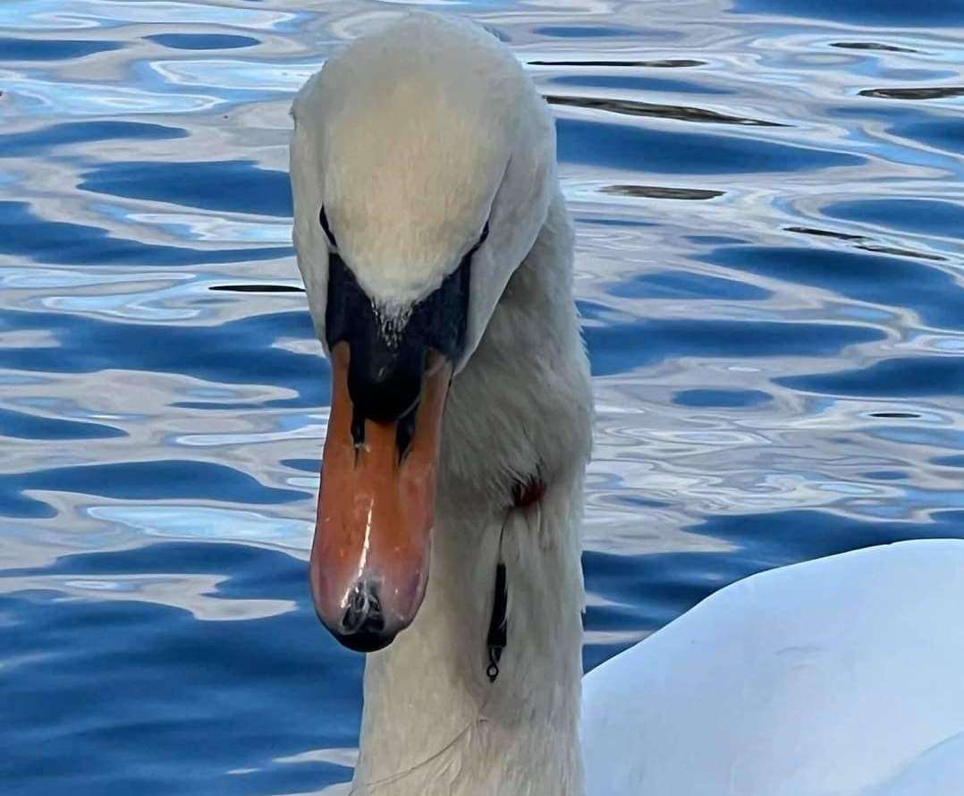 A swan with a hook stuck in its neck. Picture supplied by: Laura Edie
