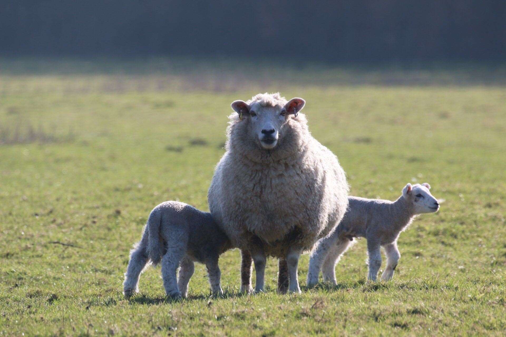 Lambing season has started on Romney Marsh. Picture: Susan Pilcher