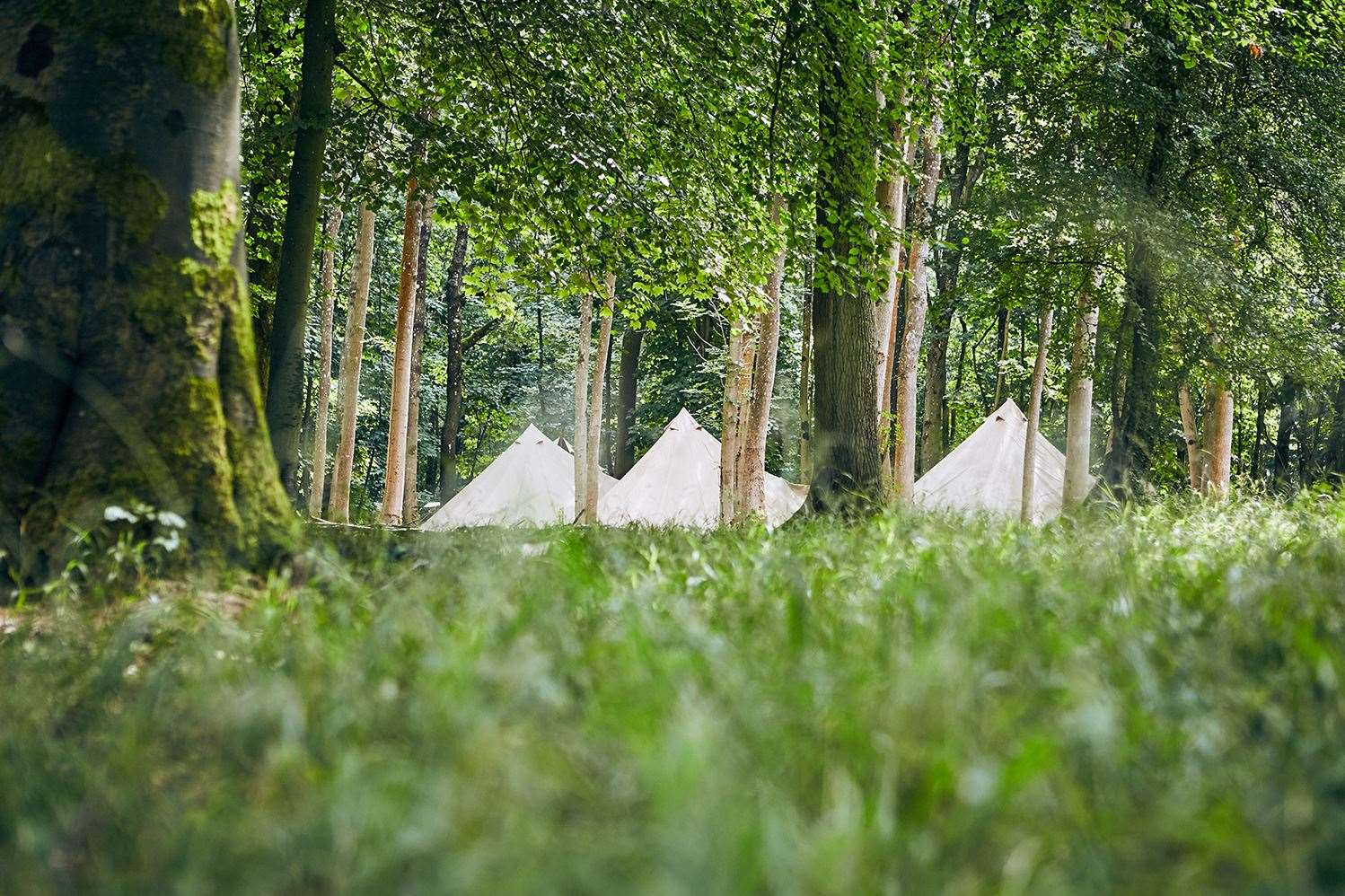 Camp Wilderness which will come to Penshurst Place