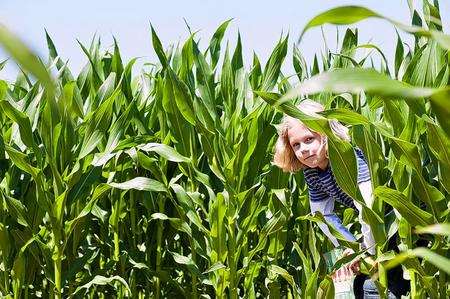 The maize maze at Penshurst Place is in the shape of a crown. Picture: Craig Prentis Photography.