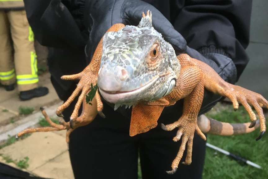 The iguana has been rescued from a tree in Hereford Road