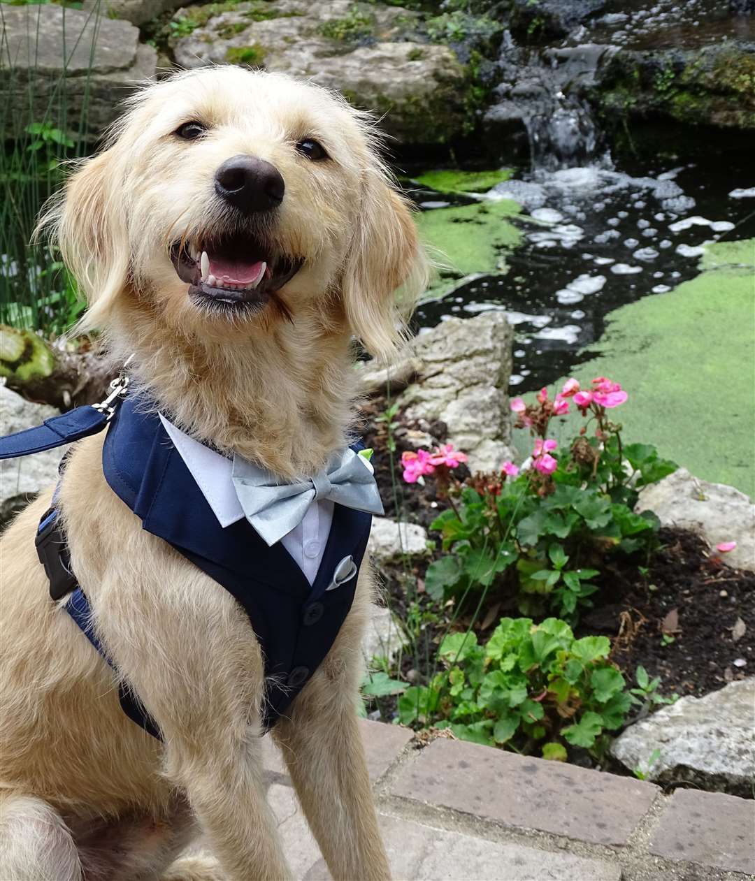 This good dog had a specially made bow tie harness Picture: Furrytail Weddings
