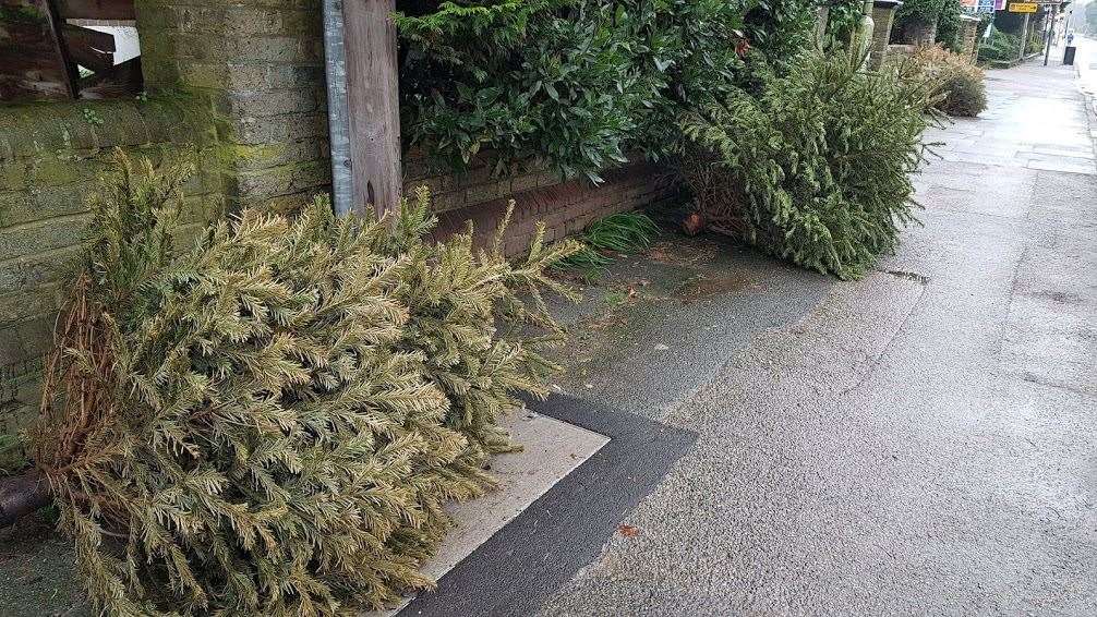 Christmas trees line Old Dover Road in Canterbury this week